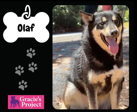 Olaf, Adult Male German Shepherd Dog