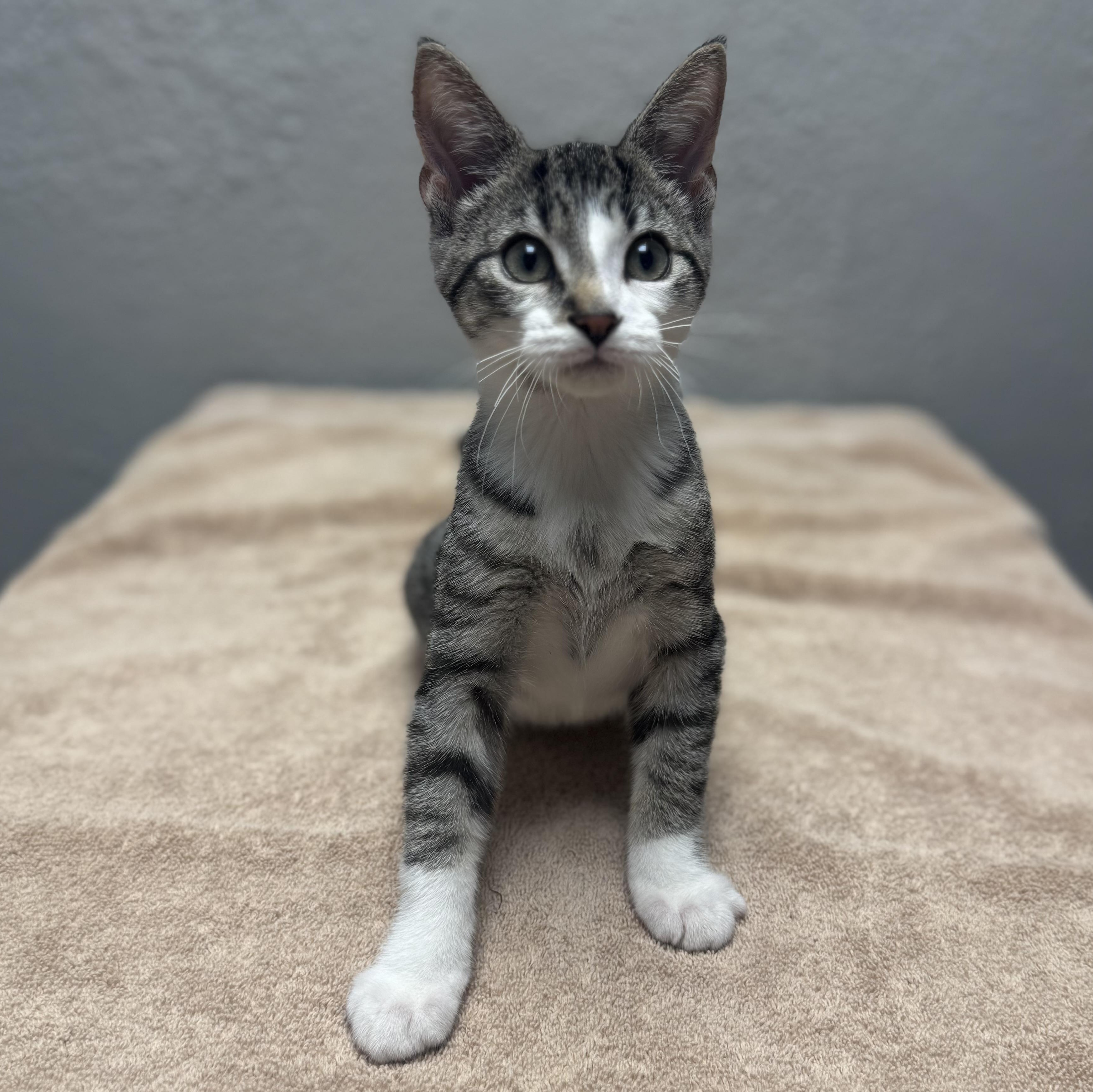 Screech, Adopted, Young Male Domestic Short Hair.