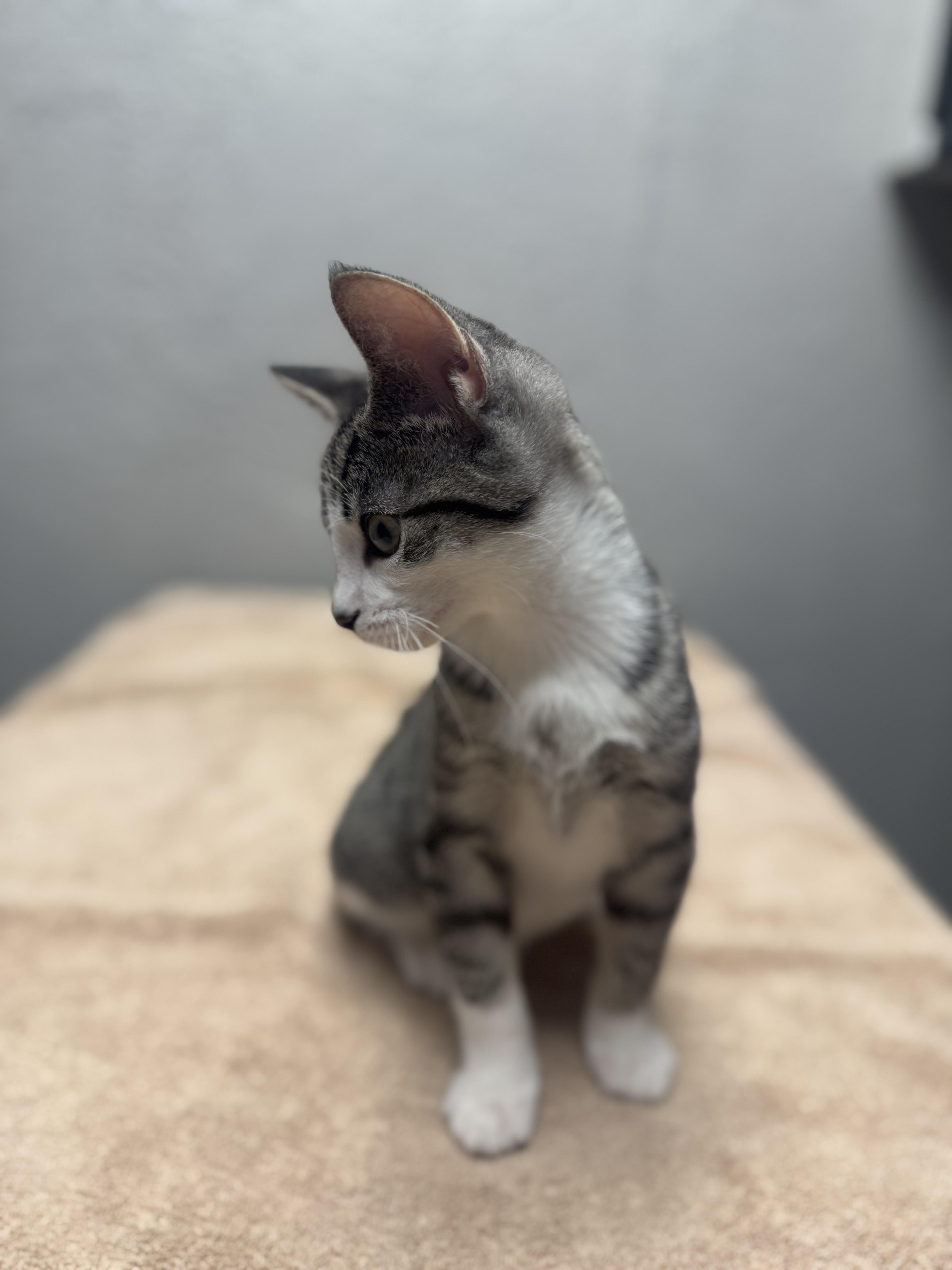 Enlarge Screech, a Adopted Domestic Short Hair in Walker, MI image 2/5