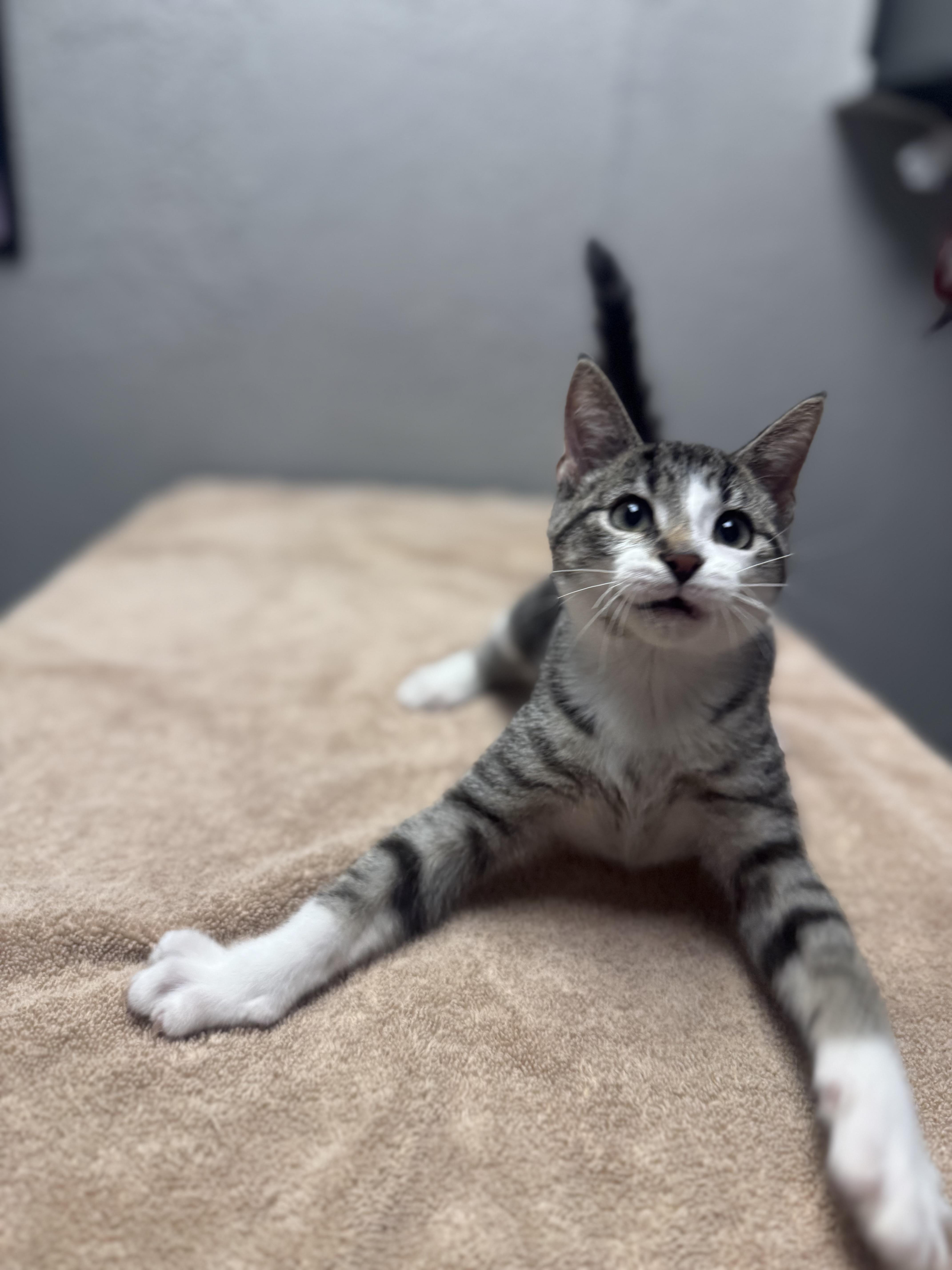 Enlarge Screech, a Adopted Domestic Short Hair in Walker, MI image 3/5