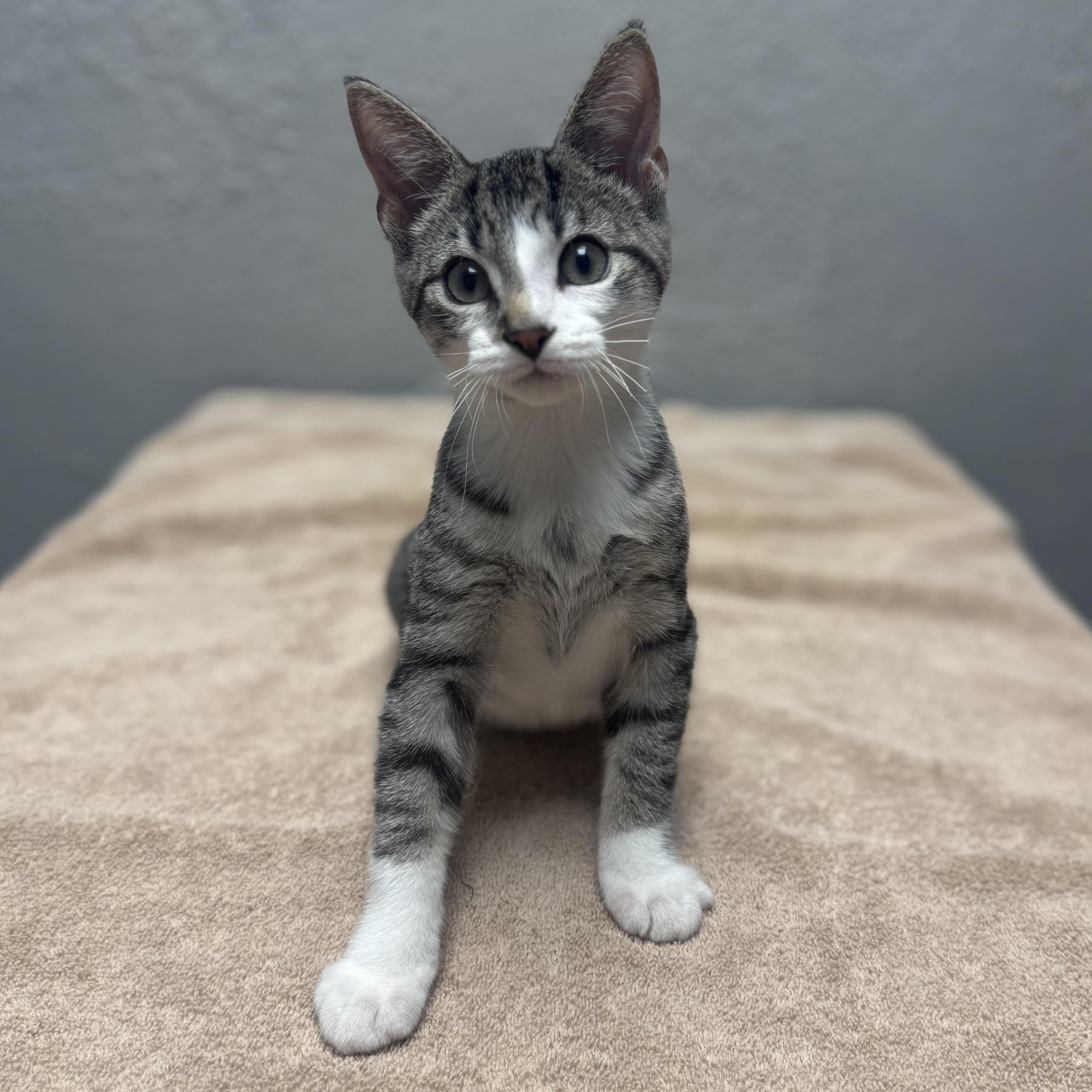 Enlarge Screech, a Adopted Domestic Short Hair in Walker, MI image 4/5