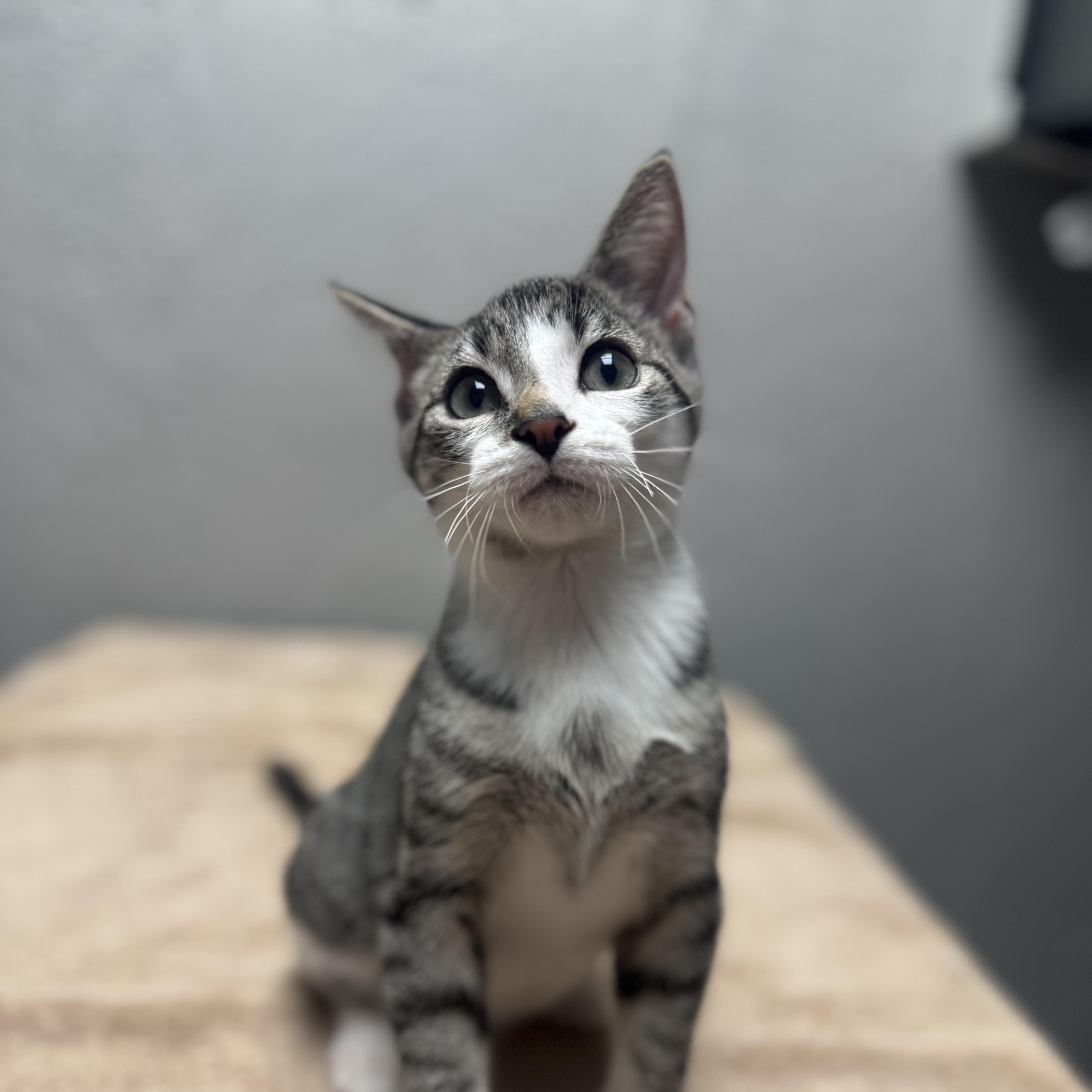 Enlarge Screech, a Adopted Domestic Short Hair in Walker, MI image 5/5