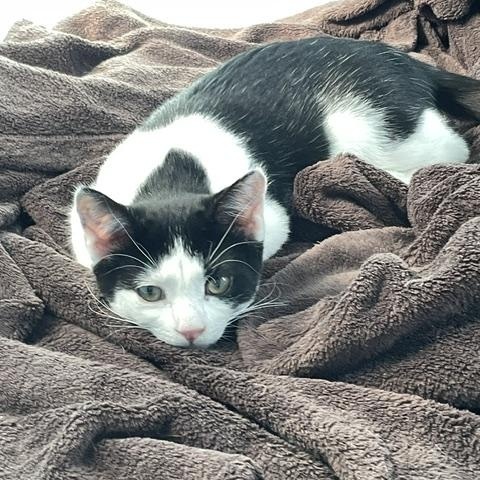 Enlarge Skipper-Must be adopted with Firefly, a Adoptable Domestic Short Hair in Toronto, ON image 3/3