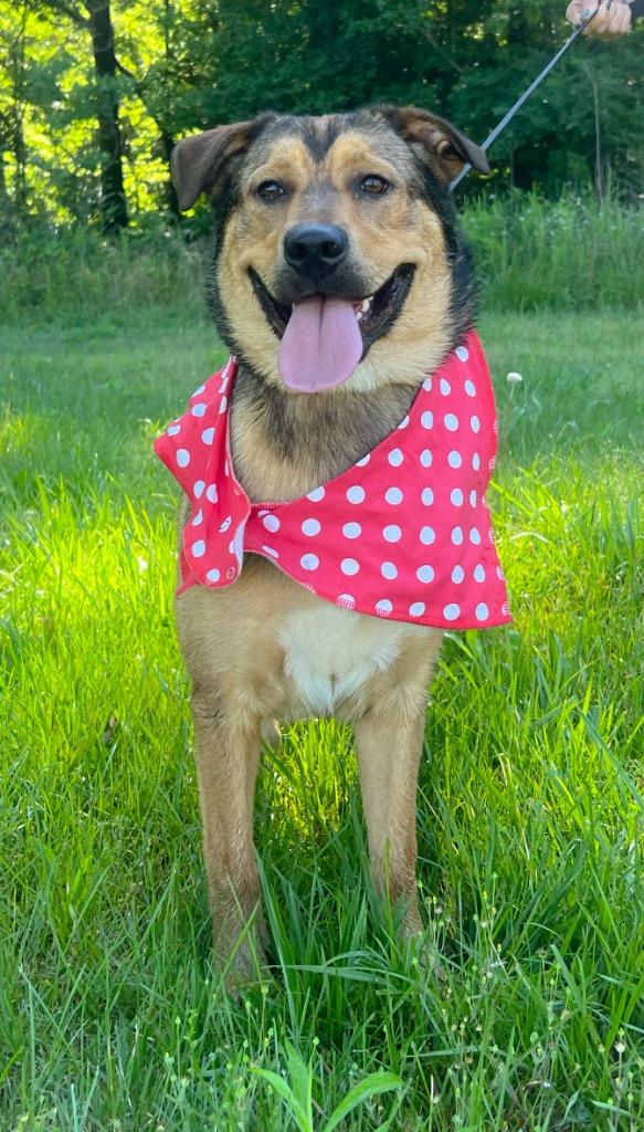 Jenny, Adopted, Puppy Female Mixed Breed.