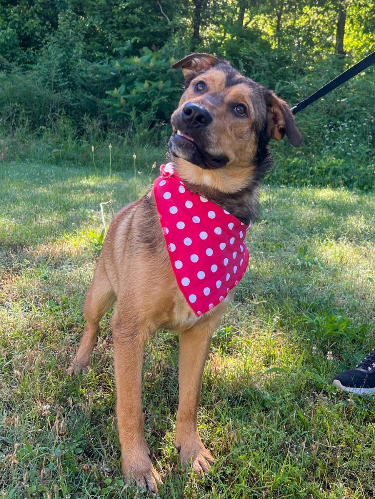 Enlarge Jenny, a Adopted mixed breed in Murray, KY image 2/6