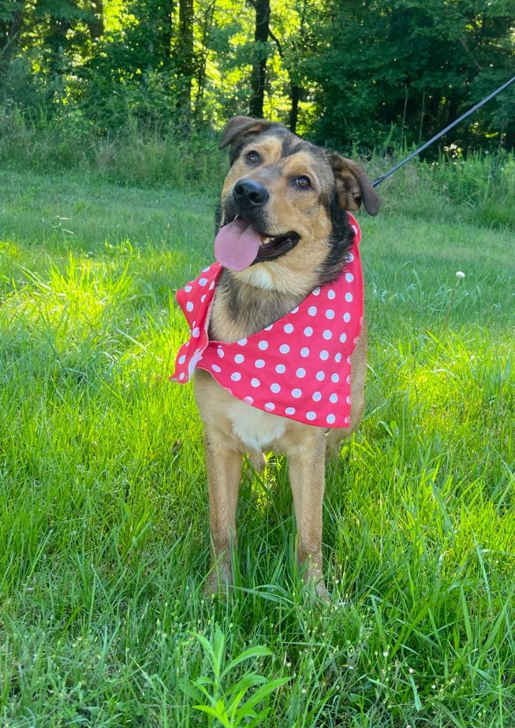 Enlarge Jenny, a Adopted mixed breed in Murray, KY image 3/6