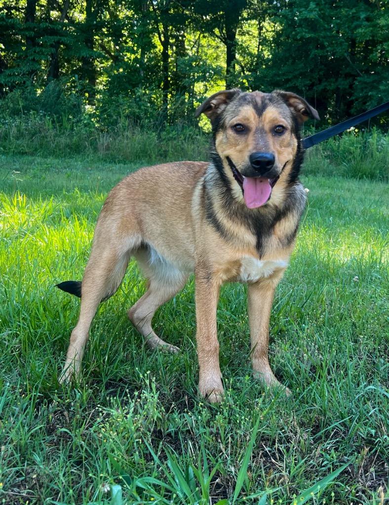 Enlarge Jenny, a Adopted mixed breed in Murray, KY image 4/6