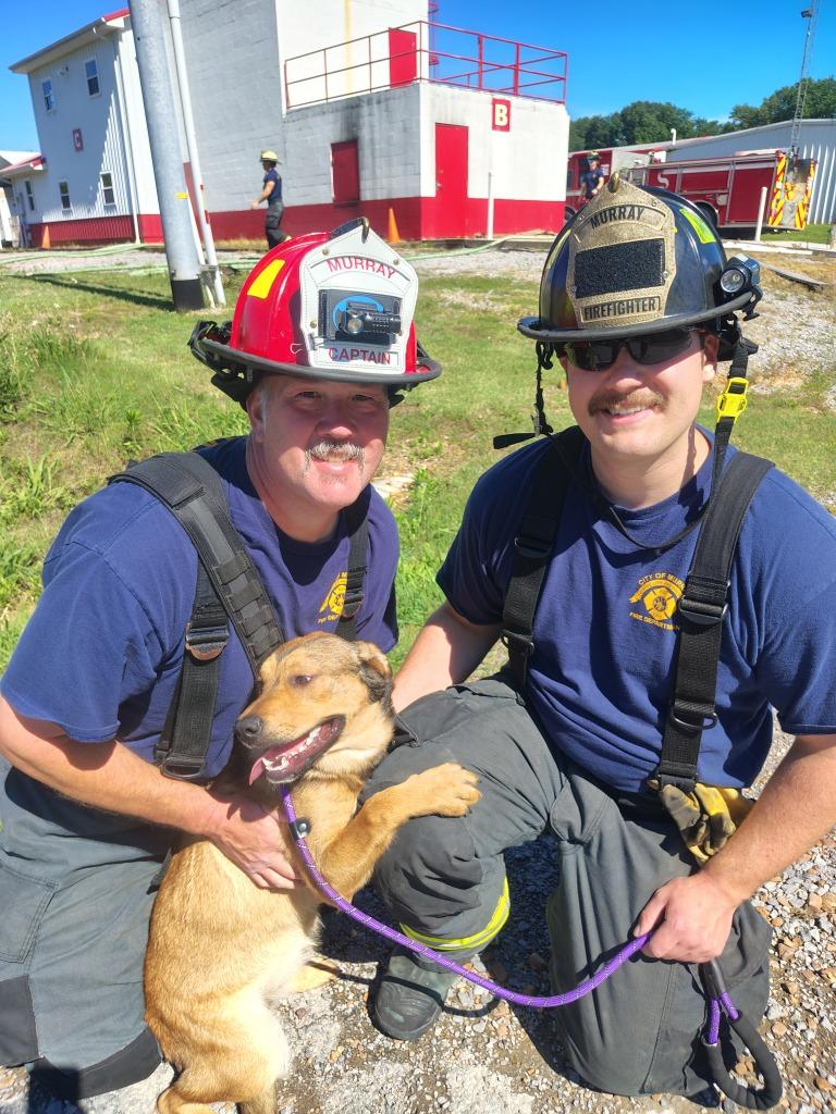 Enlarge Jenny, a Adopted mixed breed in Murray, KY image 5/6