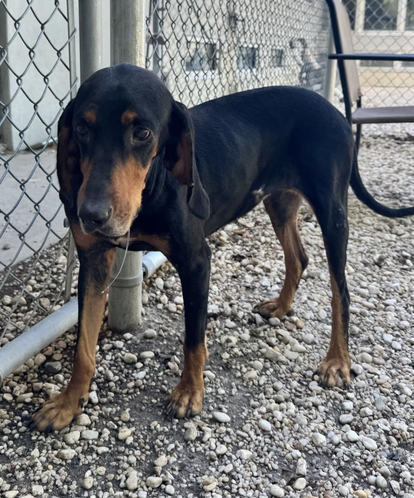 Clairee, Adoptable, Adult Female Black and Tan Coonhound.