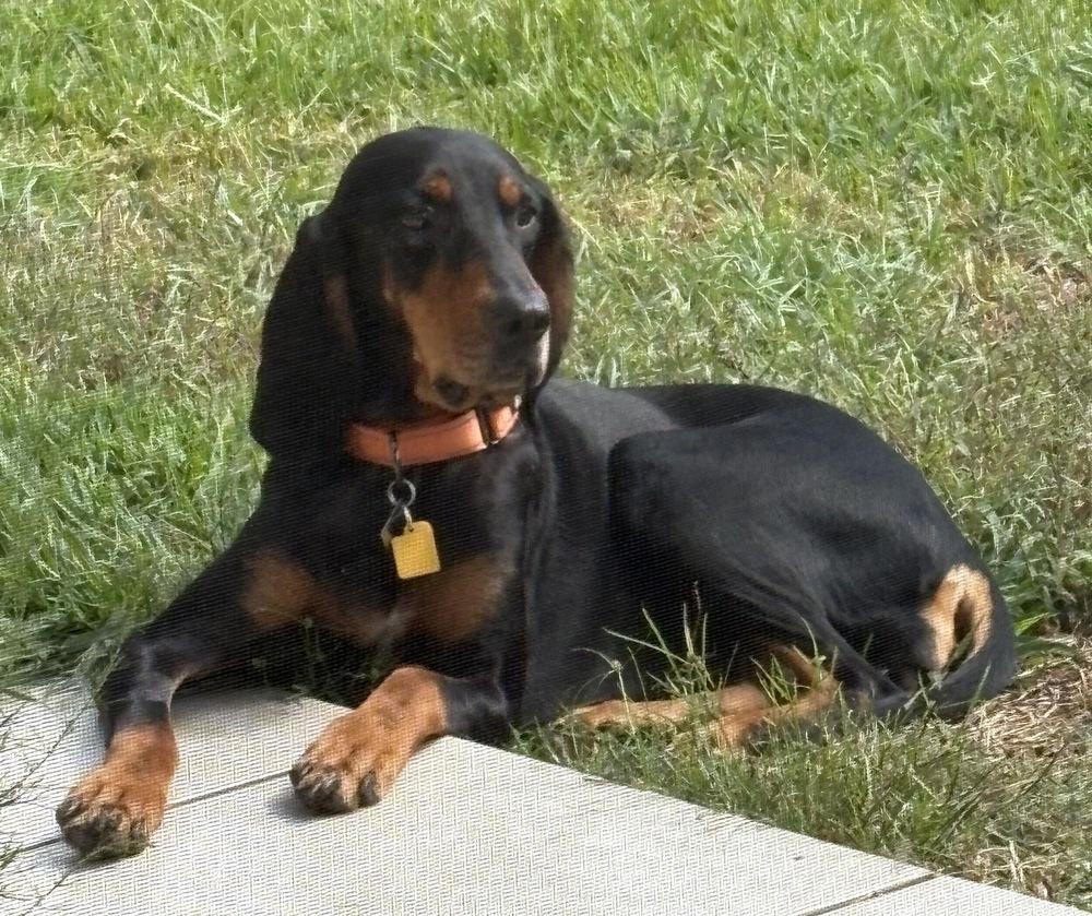 Enlarge Clairee, a Adoptable Black and Tan Coonhound in Charleston, SC image 2/5