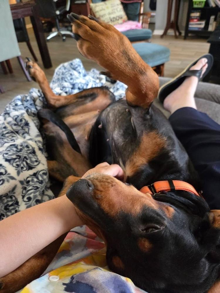 Enlarge Clairee, a Adoptable Black and Tan Coonhound in Charleston, SC image 3/5