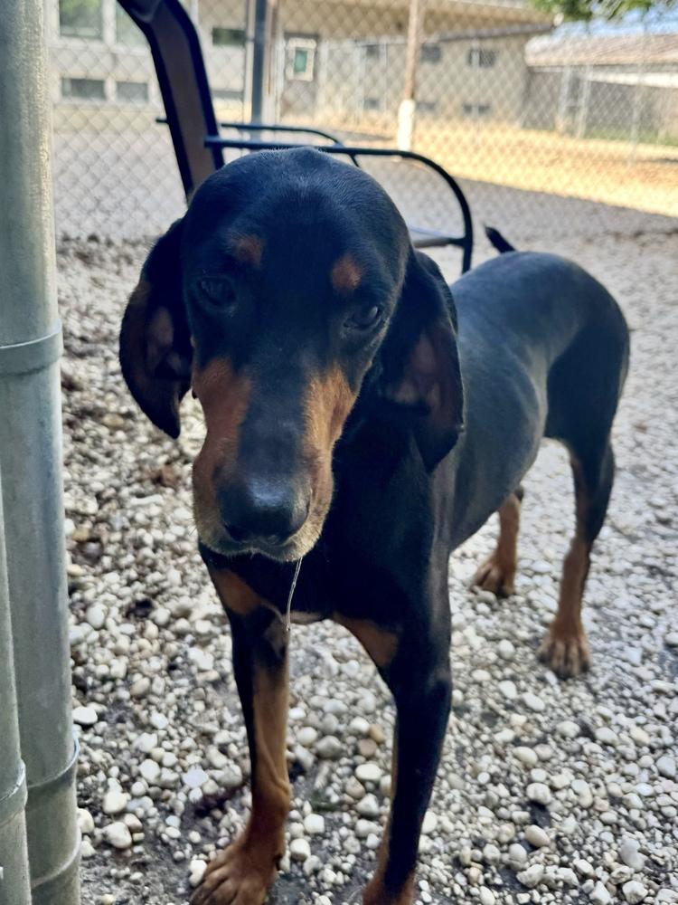 Enlarge Clairee, a Adoptable Black and Tan Coonhound in Charleston, SC image 4/5
