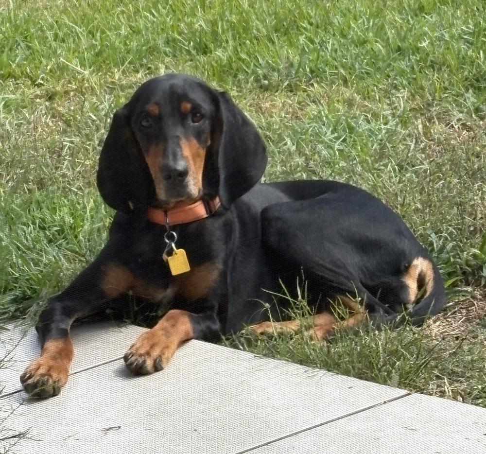 Enlarge Clairee, a Adoptable Black and Tan Coonhound in Charleston, SC image 5/5