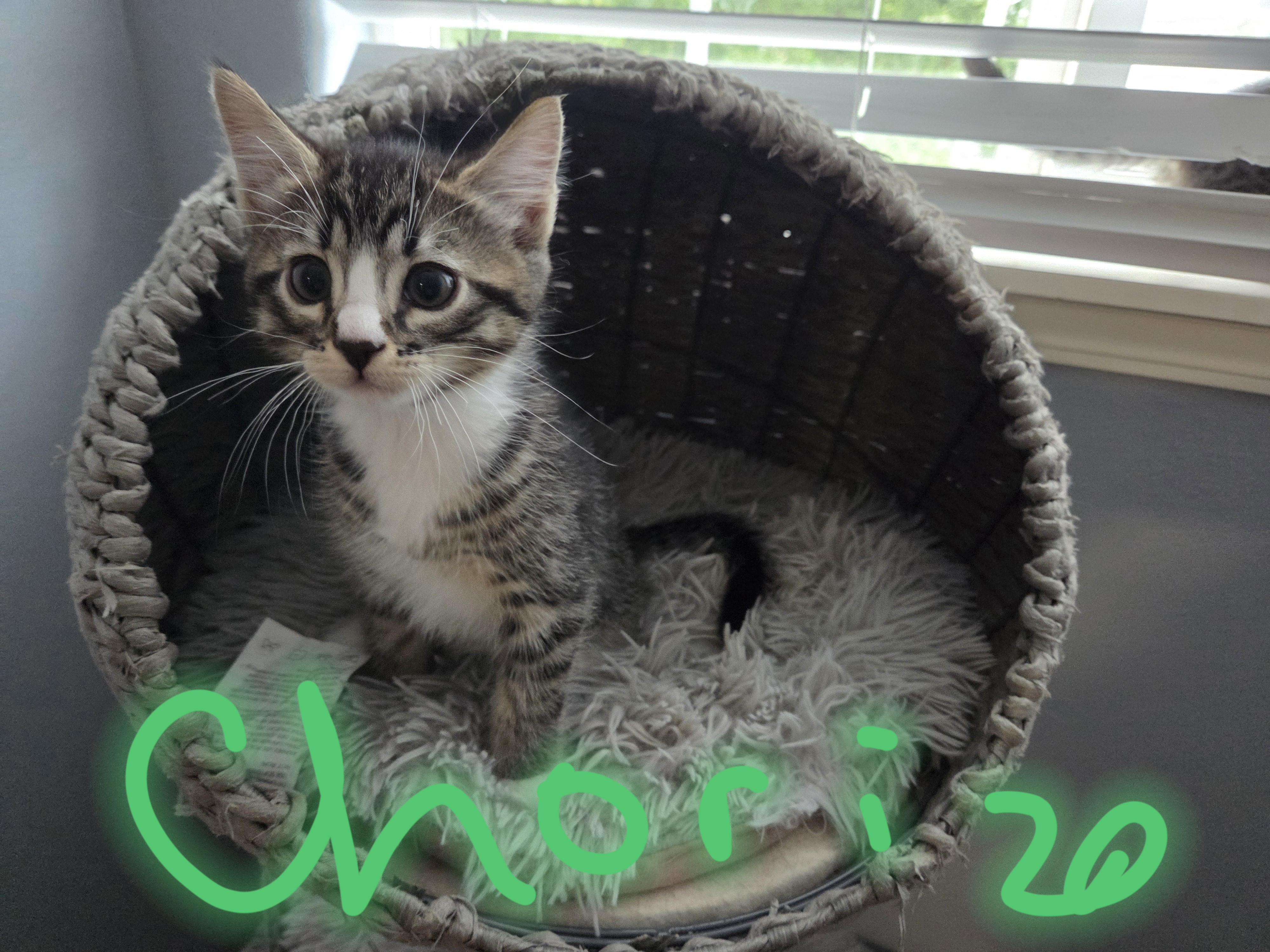 Chorizo, Adoptable, Kitten Female Domestic Short Hair.