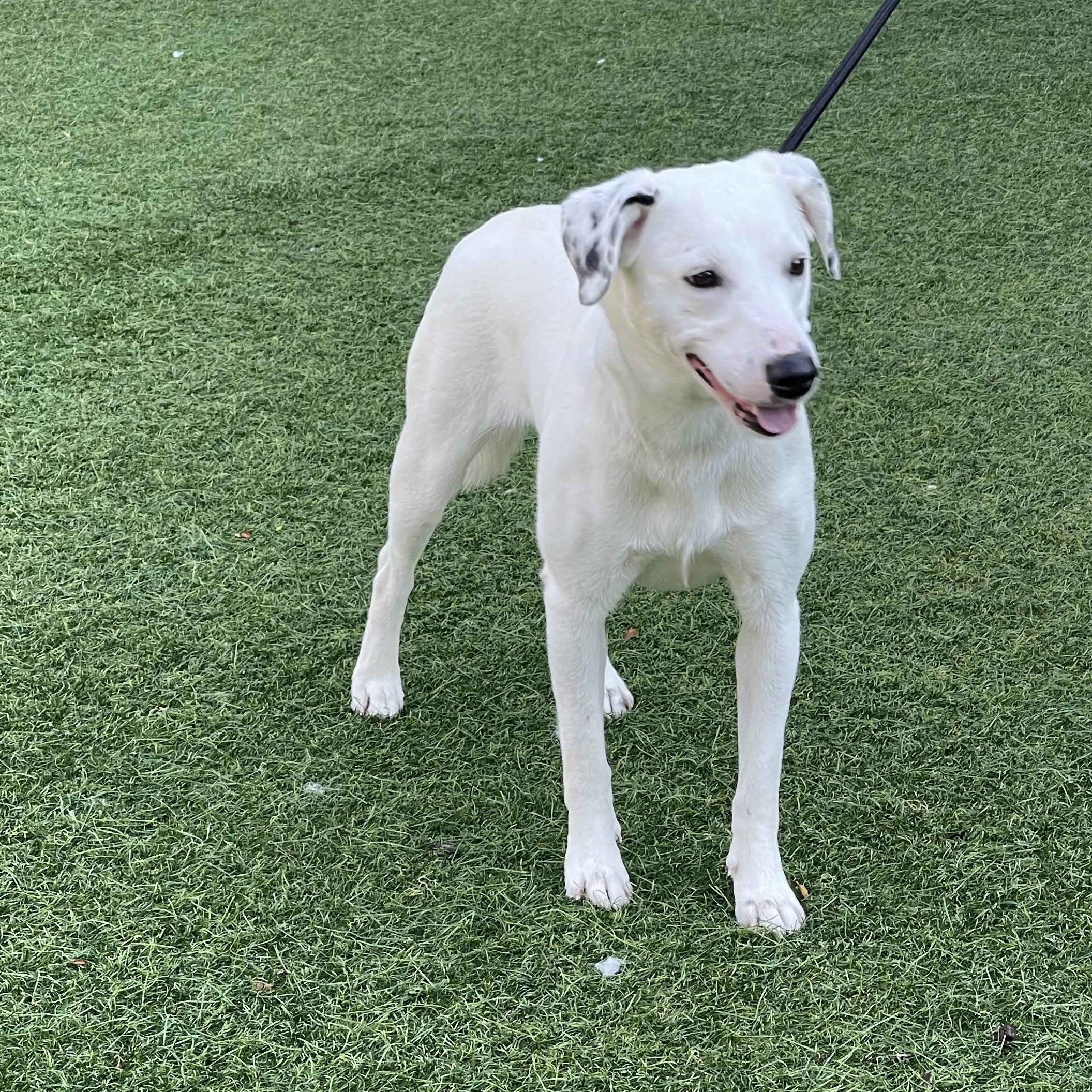 Winnie, Adoptable, Young Female Mixed Breed.