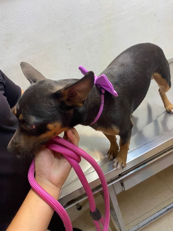 Dog for adoption Jolene, a Miniature Pinscher in Surrey, BC Petfinder