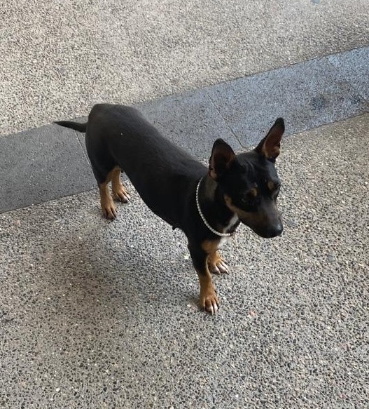 Dog for adoption Jolene, a Miniature Pinscher in Surrey, BC Petfinder