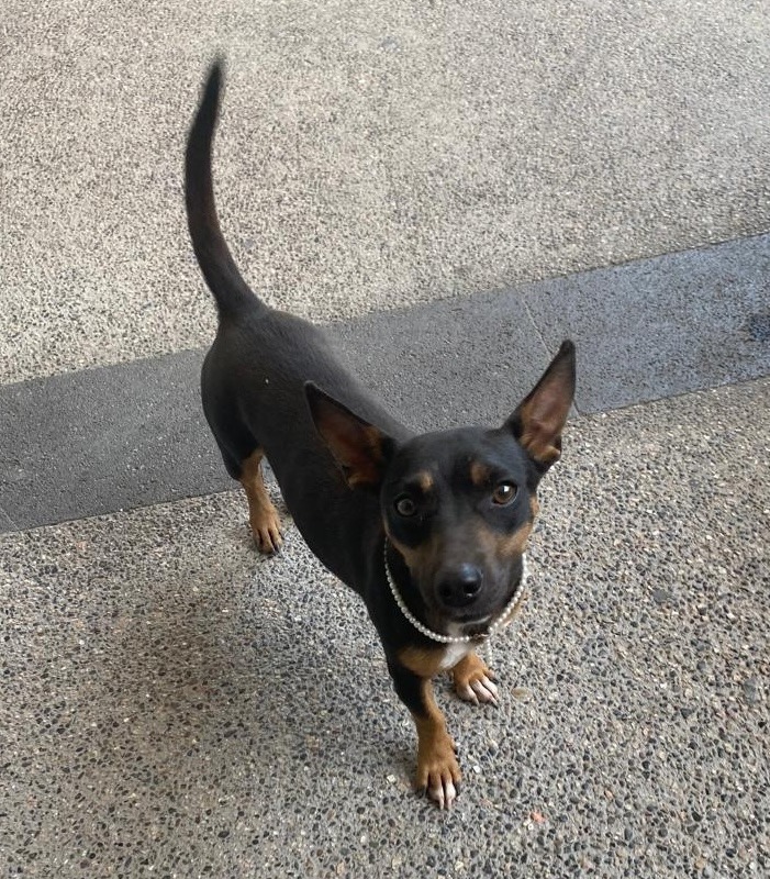 Dog for adoption Jolene, a Miniature Pinscher in Surrey, BC Petfinder