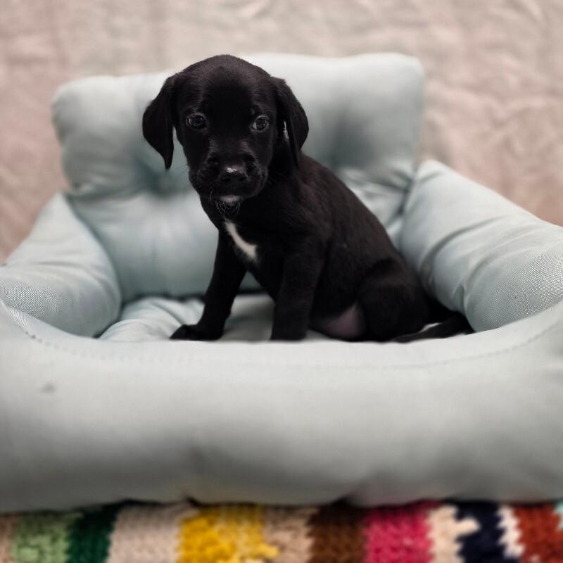 Shakira, a Adoptable mixed breed in Yankton, SD image 1/2