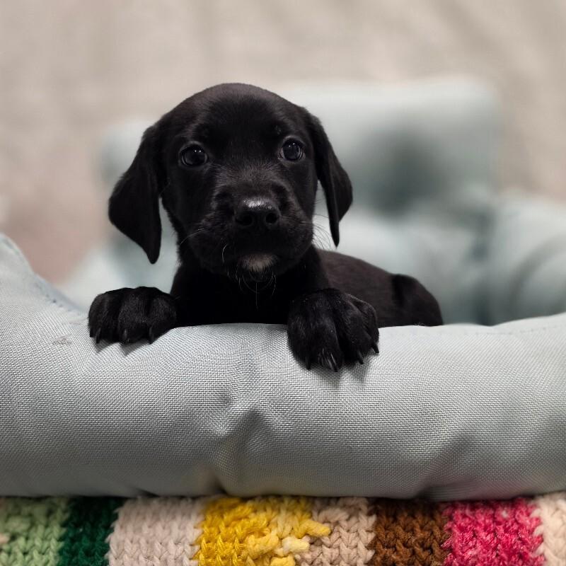 Shakira, a Adoptable mixed breed in Yankton, SD image 2/2