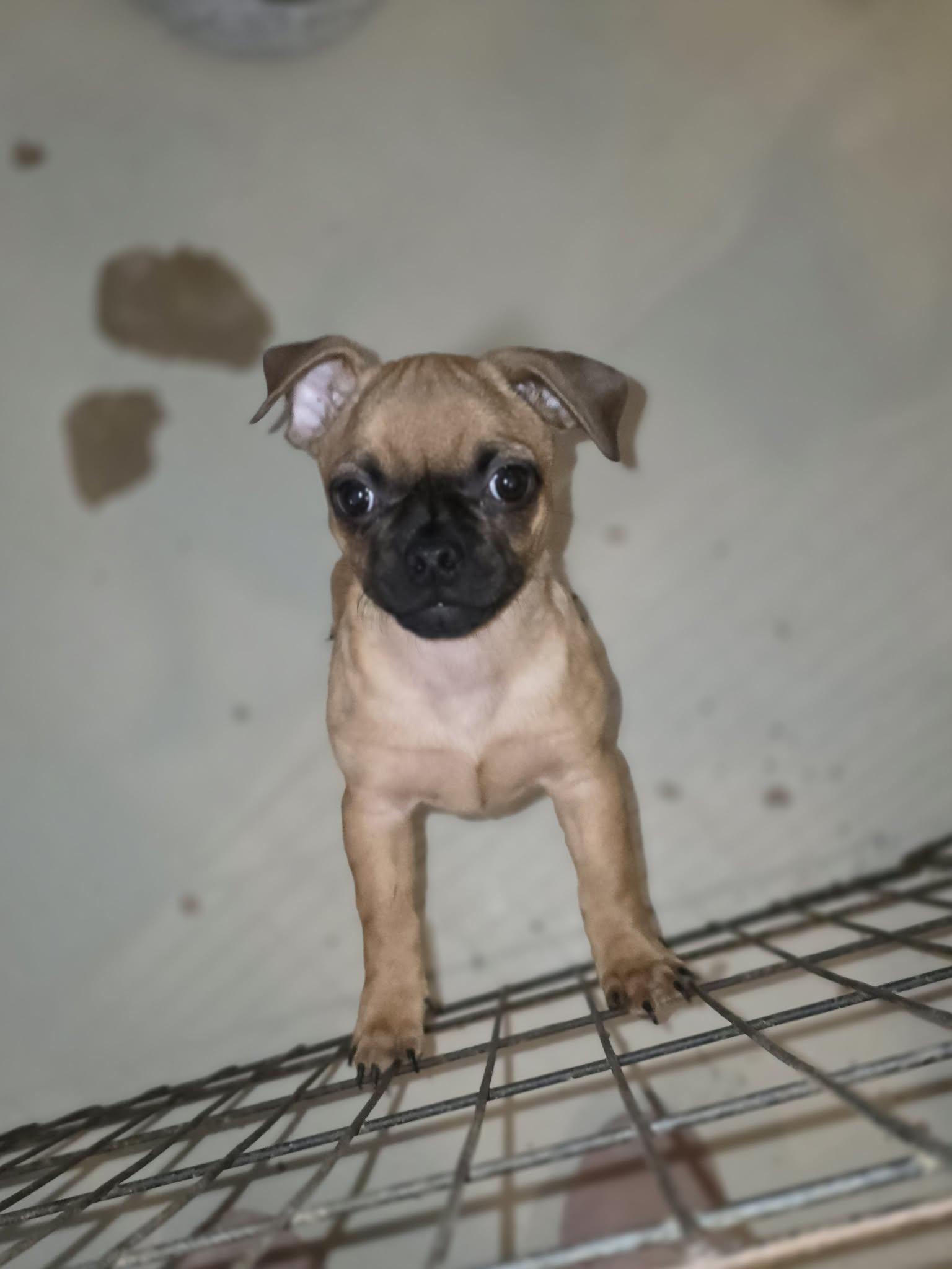 Enlarge Oak, a ADOPTABLE mixed breed in Uxbridge, MA image 2/2