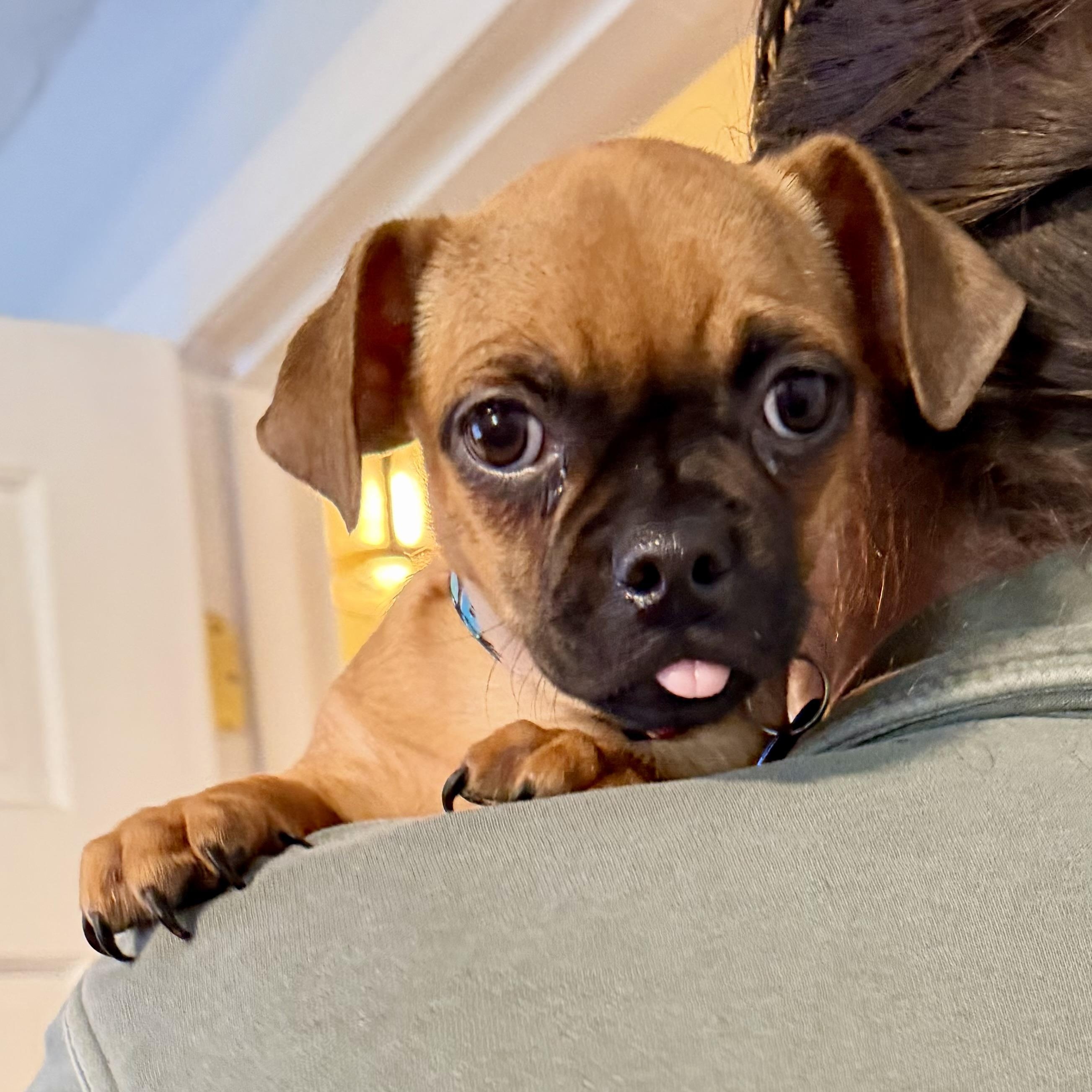 Enlarge Oak, a ADOPTABLE mixed breed in Uxbridge, MA image 1/2