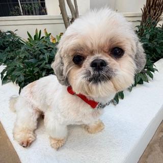 Enlarge MIMOSA, an adopted Shih Tzu in Santa Monica, CA image 2/3