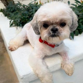Enlarge MIMOSA, an adopted Shih Tzu in Santa Monica, CA image 1/3