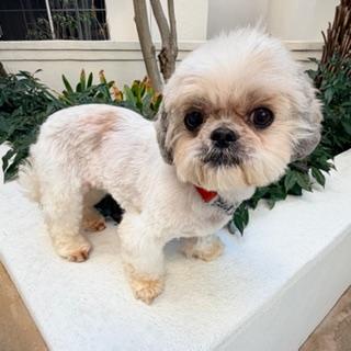 Enlarge MIMOSA, an adopted Shih Tzu in Santa Monica, CA image 3/3