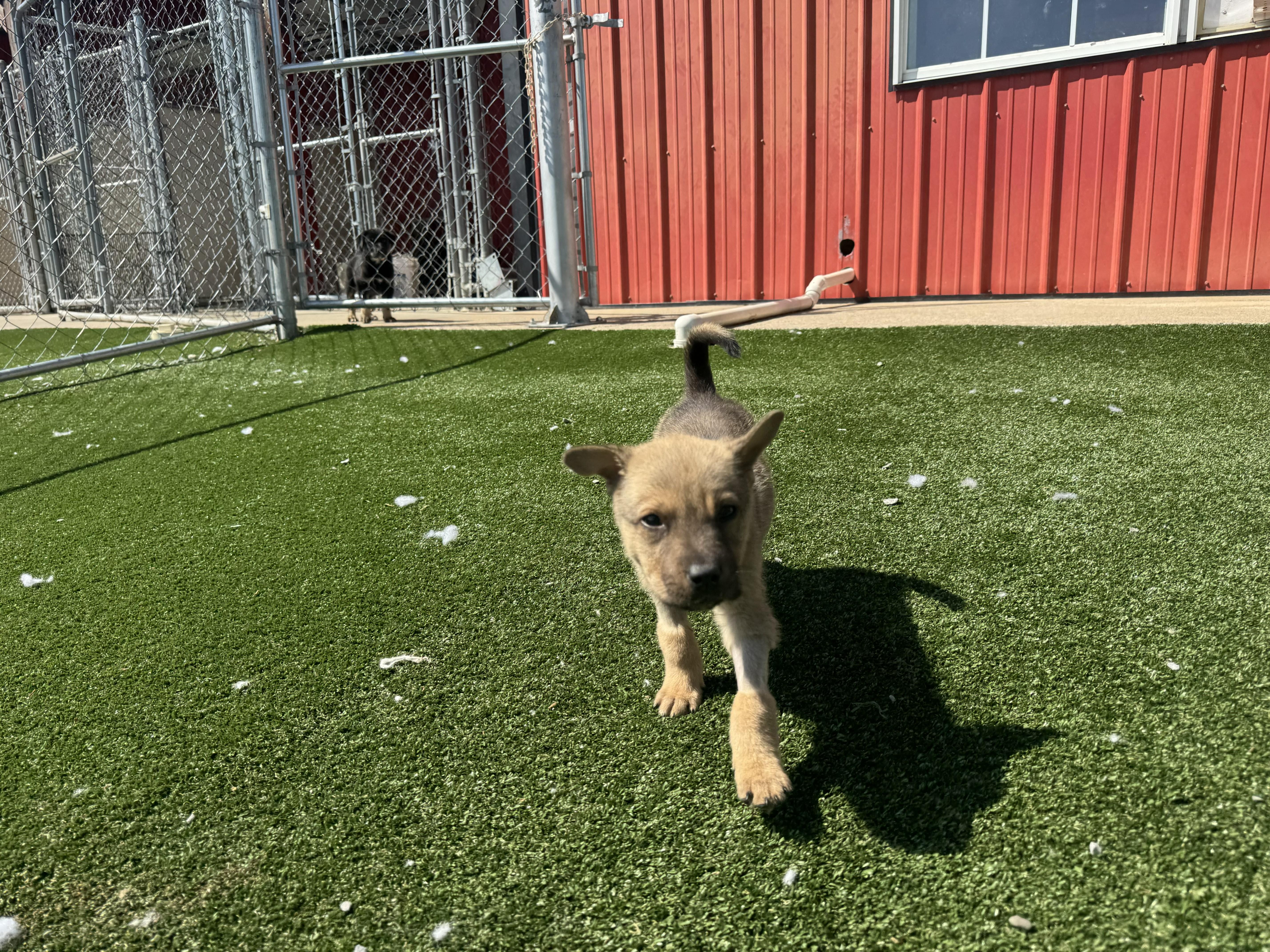 Warhol, a Adoptable mixed breed in Gallatin, TN image 2/4