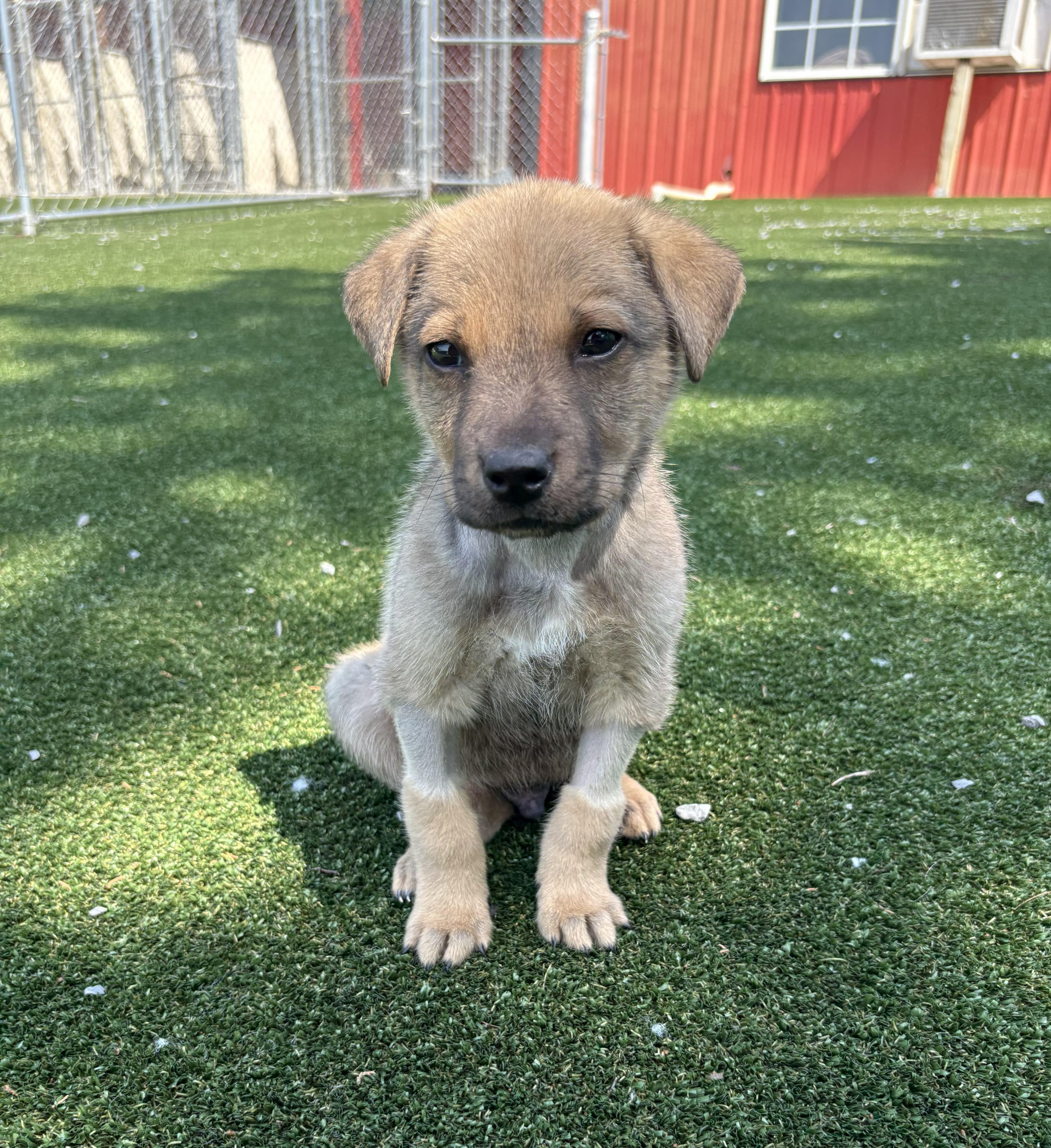 Warhol, a Adoptable mixed breed in Gallatin, TN image 1/4