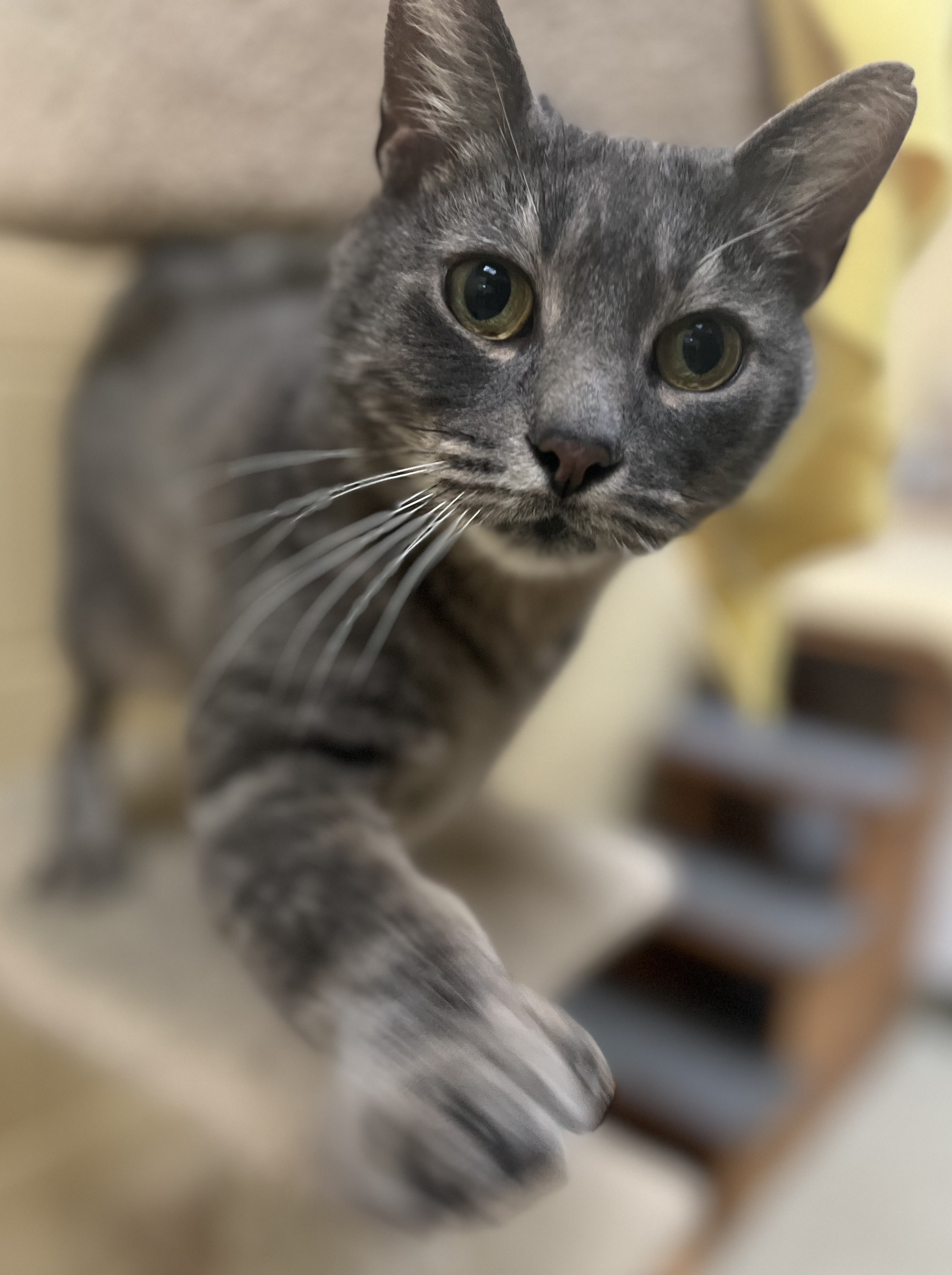 Griffin, an adopted Domestic Short Hair in Brownsville, VT_image-1