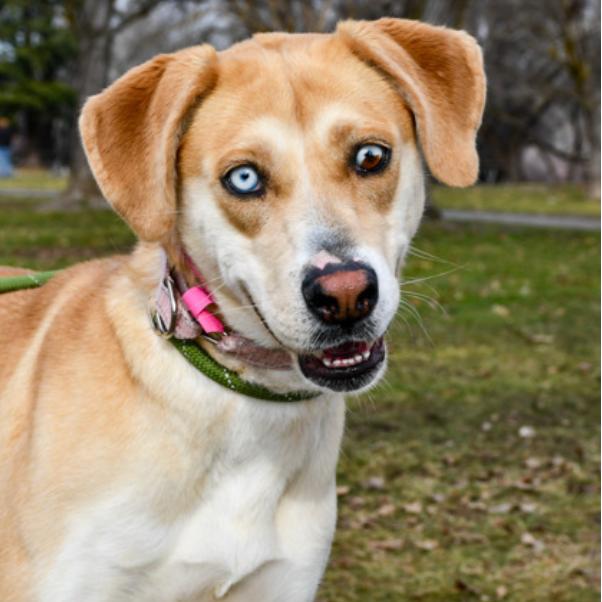 Enlarge Marla, a Adoptable mixed breed in Tacoma, WA image 1/6