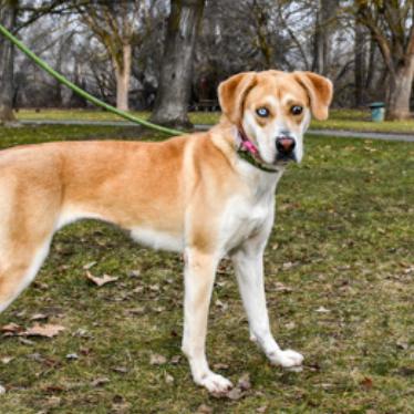 Enlarge Marla, a Adoptable mixed breed in Tacoma, WA image 2/6