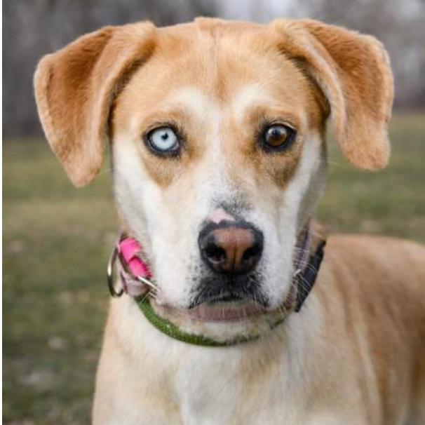 Enlarge Marla, a Adoptable mixed breed in Tacoma, WA image 4/6