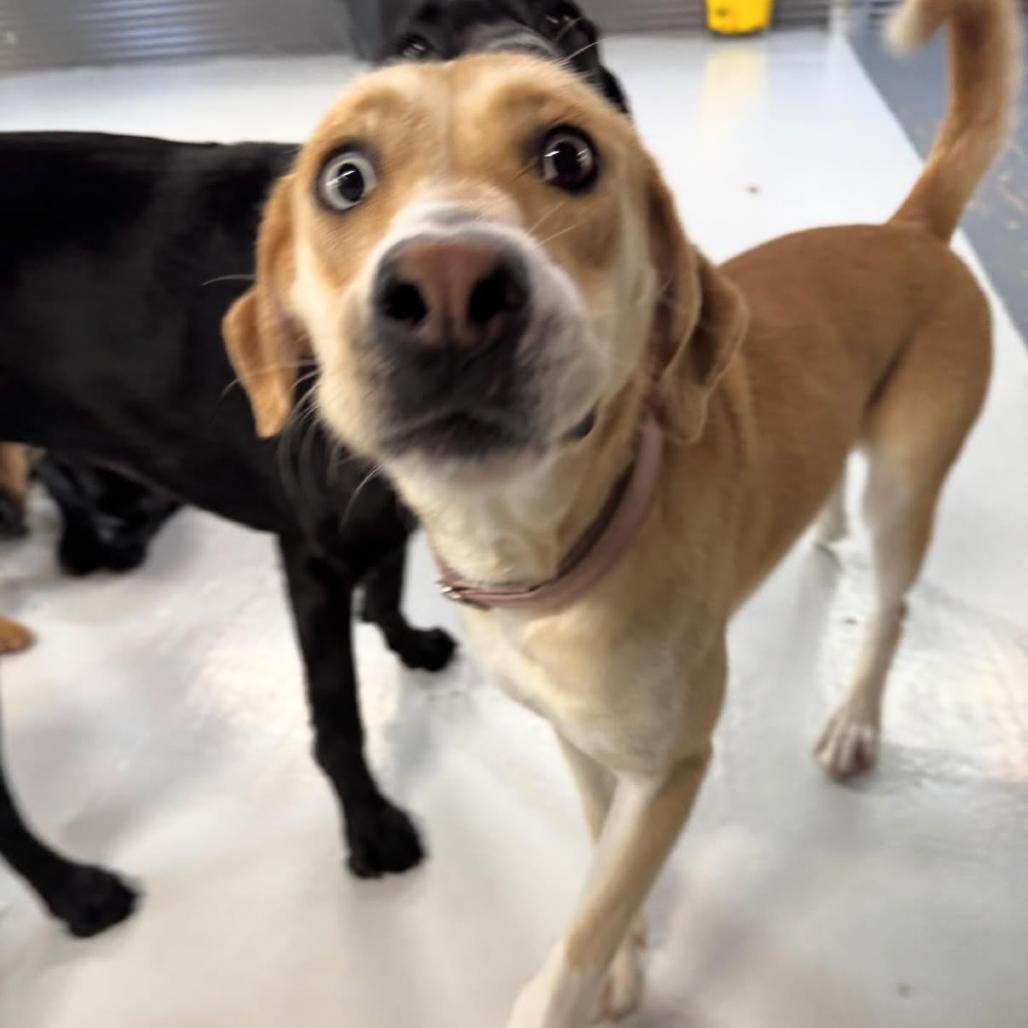 Enlarge Marla, a Adoptable mixed breed in Tacoma, WA image 5/6
