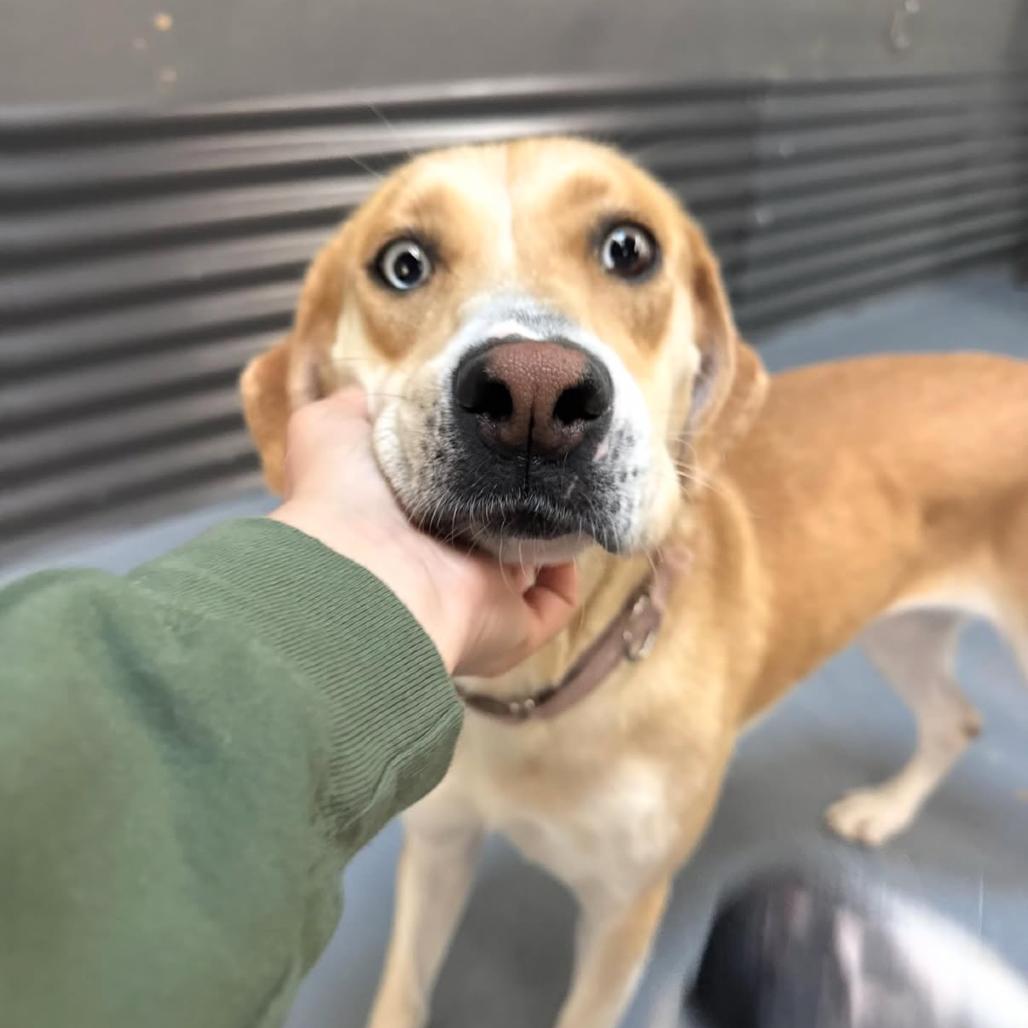 Enlarge Marla, a Adoptable mixed breed in Tacoma, WA image 6/6