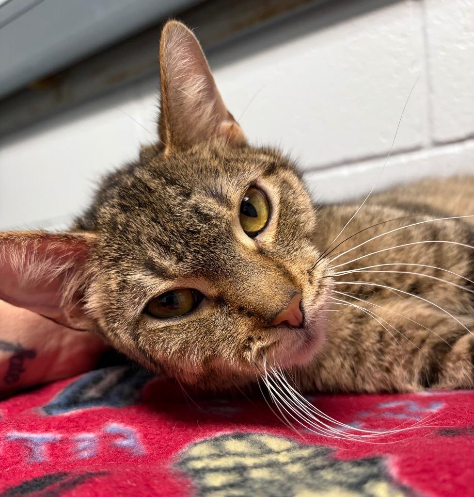 Quarry, Adoptable, Young Male Domestic Short Hair.