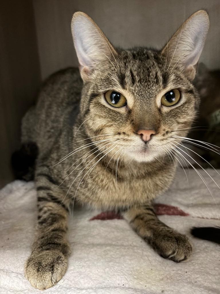 Quarry, Adoptable, Young Male Domestic Short Hair.