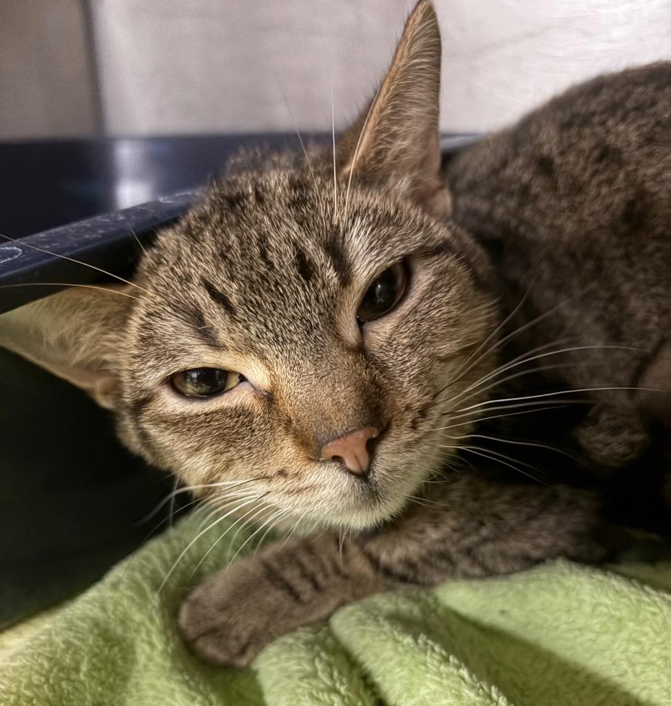 Quarry, a Adoptable mixed breed in Huntington, IN image 2/2