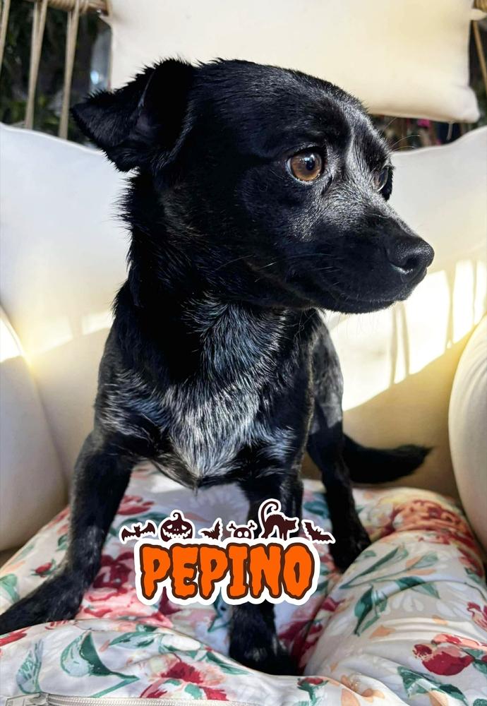 Pepino, Adoptable, Puppy Male Chihuahua & Poodle.