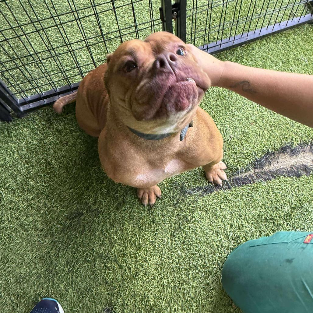 Tokio, Adoptable, Adult Female English Bulldog & American Staffordshire Terrier.