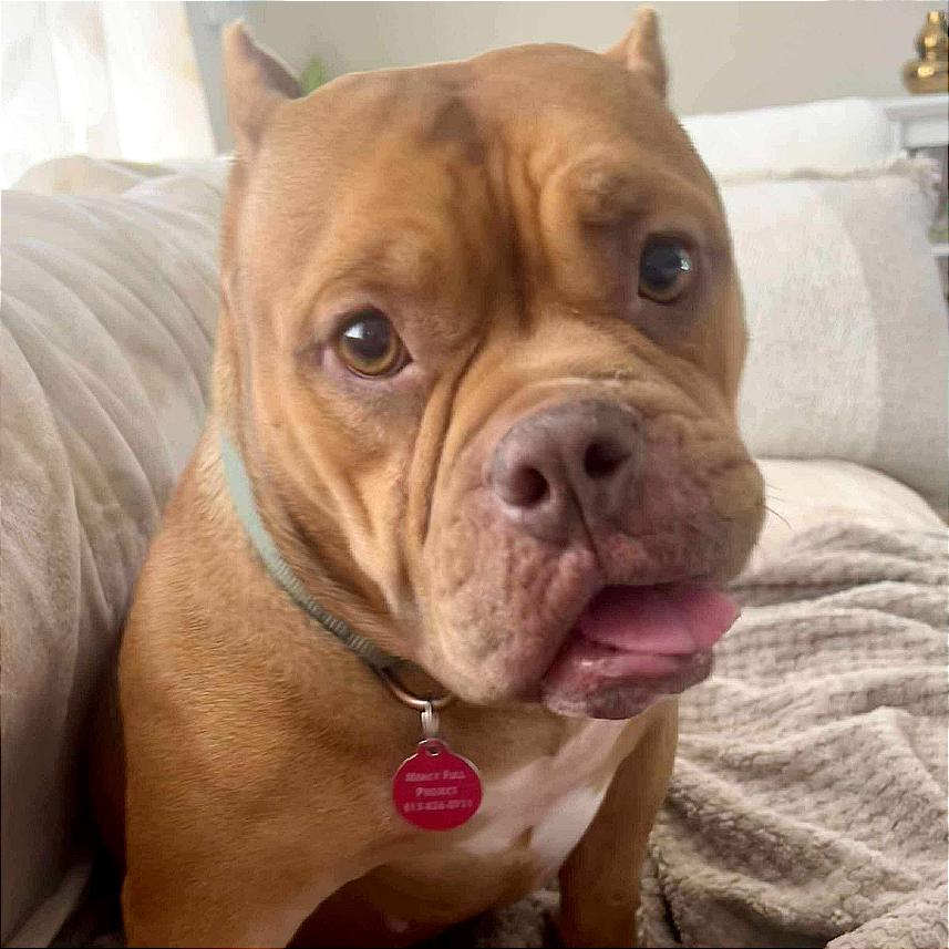 Enlarge Tokio, a Adoptable mixed breed in Tampa, FL image 3/6