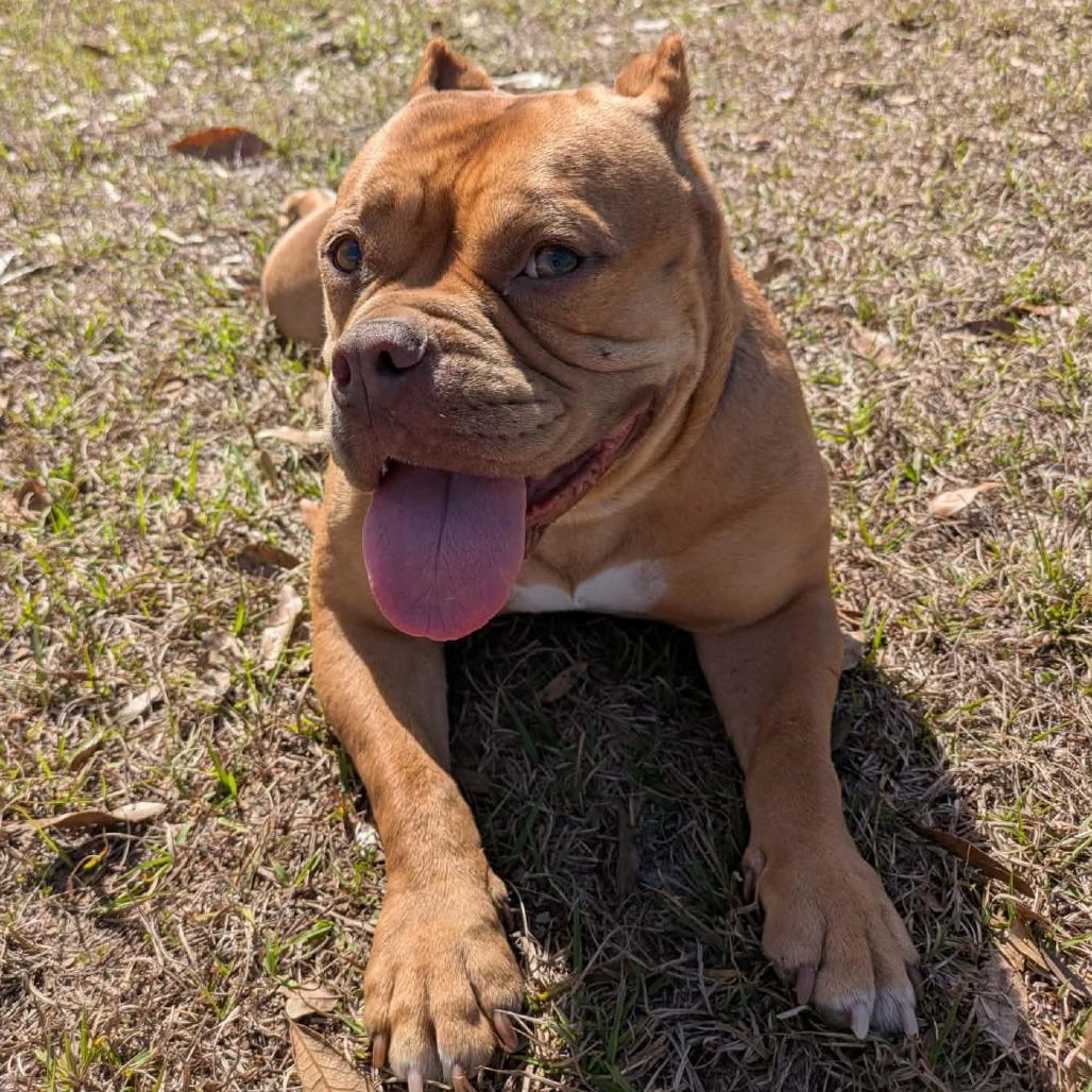 Enlarge Tokio, a Adoptable mixed breed in Tampa, FL image 4/6