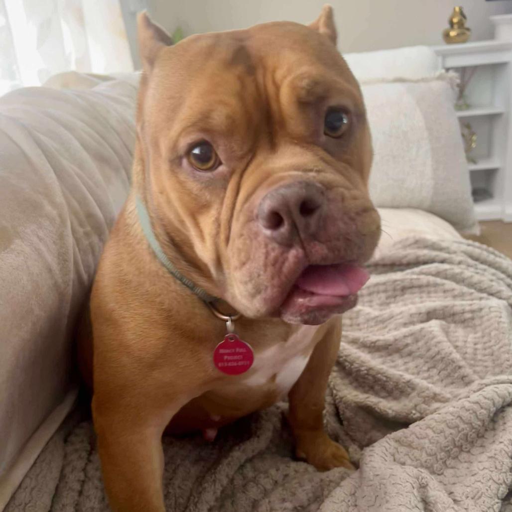 Enlarge Tokio, a Adoptable mixed breed in Tampa, FL image 2/2