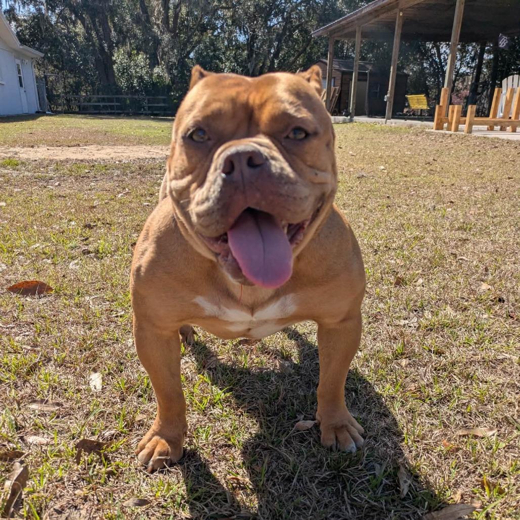 Enlarge Tokio, a Adoptable mixed breed in Tampa, FL image 6/6