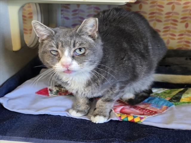 Enlarge *PATTY PETUNIA, a Adoptable Domestic Short Hair in Woodland, CA image 1/1