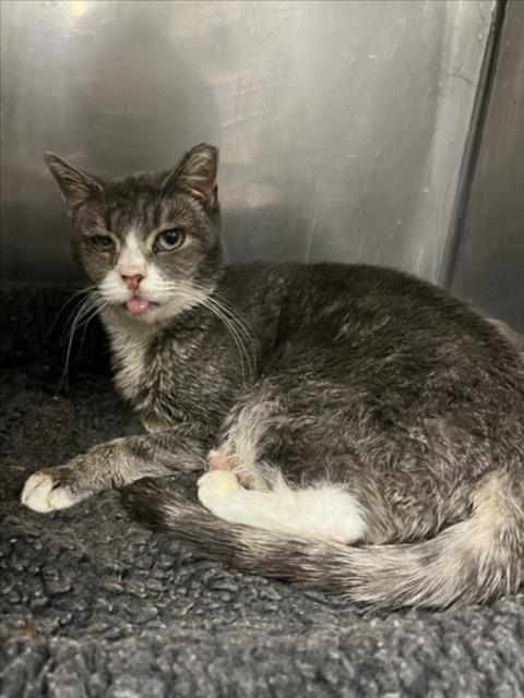 *PATTY PETUNIA, Adoptable, Senior Female Domestic Short Hair.