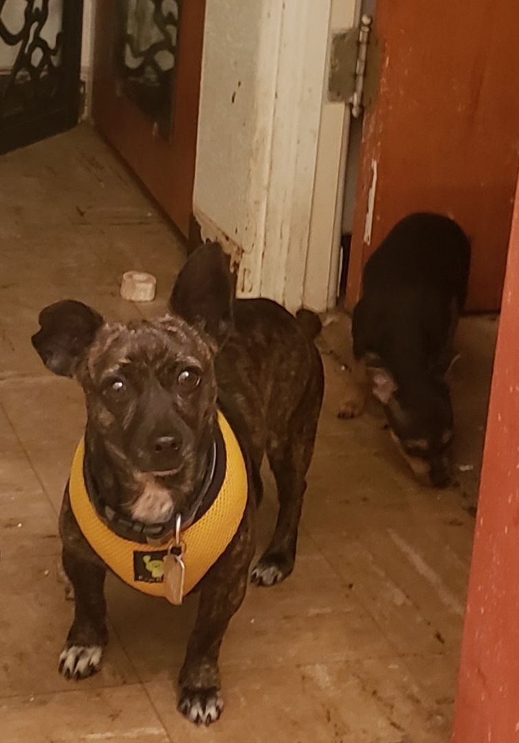 Trouble, Adoptable, Young Male Terrier & Dachshund.