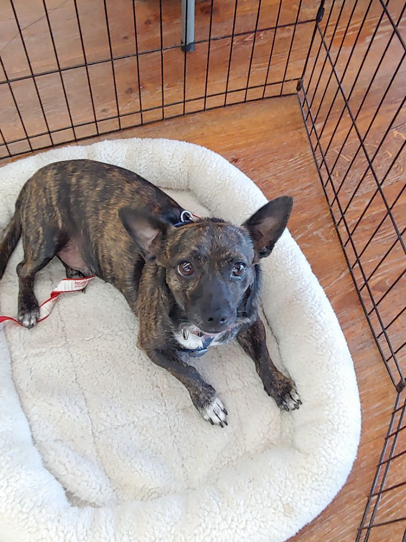 Trouble, a Adoptable mixed breed in Sarasota, FL image 2/12